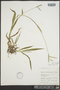 Paspalum pubiflorum image