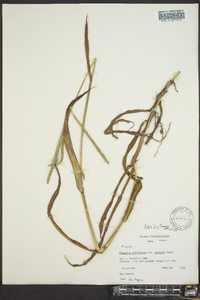 Paspalum pubiflorum image