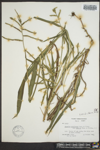 Paspalum pubiflorum image