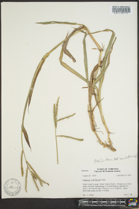 Paspalum pubiflorum image