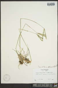 Paspalum notatum image