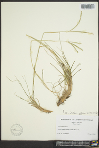 Paspalum notatum image