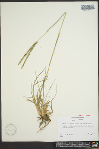 Paspalum notatum image