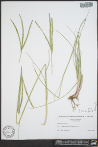 Paspalum notatum image