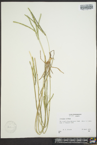 Paspalum notatum image