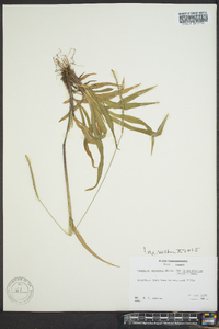 Paspalum setaceum var. ciliatifolium image