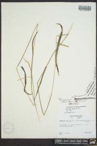 Paspalum setaceum var. ciliatifolium image