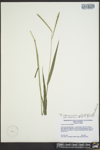 Paspalum setaceum var. ciliatifolium image