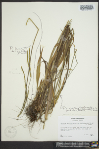 Paspalum setaceum var. muhlenbergii image