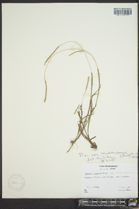 Paspalum setaceum var. muhlenbergii image