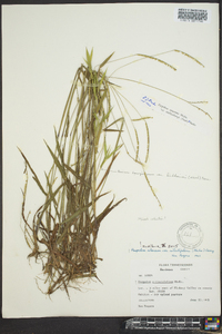 Paspalum setaceum var. muhlenbergii image