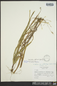 Paspalum setaceum var. muhlenbergii image