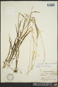 Paspalum setaceum var. muhlenbergii image