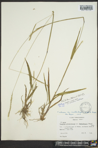 Paspalum setaceum var. muhlenbergii image