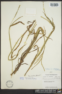 Paspalum setaceum var. muhlenbergii image