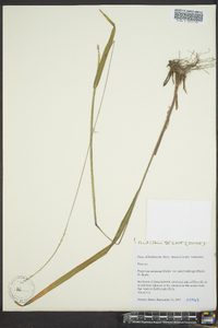 Paspalum setaceum var. muhlenbergii image