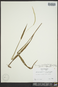 Paspalum setaceum var. muhlenbergii image