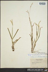 Paspalum setaceum var. muhlenbergii image