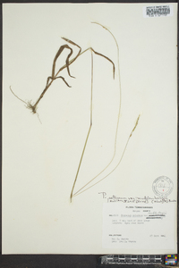 Paspalum setaceum var. muhlenbergii image