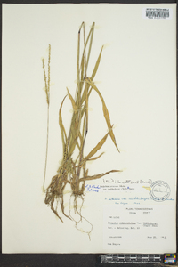 Paspalum setaceum var. muhlenbergii image