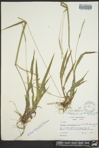 Paspalum setaceum var. muhlenbergii image