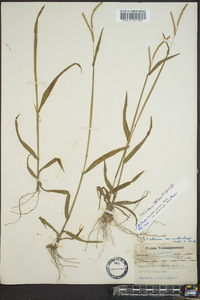 Paspalum setaceum var. muhlenbergii image