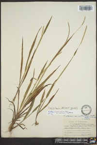 Paspalum setaceum var. muhlenbergii image