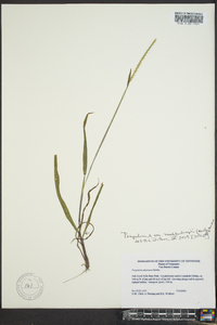 Paspalum setaceum var. muhlenbergii image