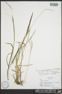 Paspalum setaceum var. muhlenbergii image