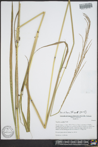 Paspalum setaceum var. stramineum image