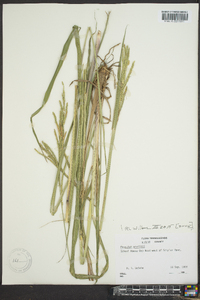 Paspalum setaceum var. stramineum image