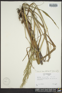 Paspalum setaceum var. stramineum image