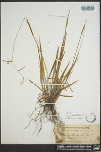 Paspalum boscianum image