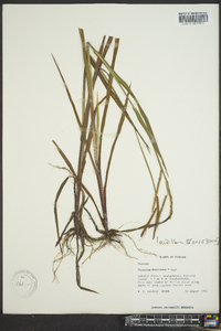 Paspalum boscianum image