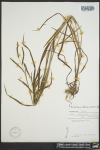 Paspalum boscianum image