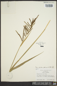 Paspalum boscianum image