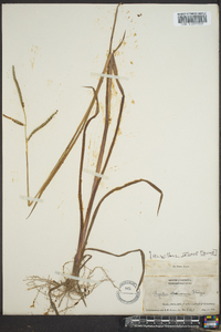 Paspalum boscianum image