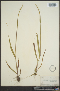 Paspalum setaceum var. muhlenbergii image