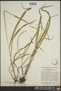 Paspalum setaceum var. muhlenbergii image