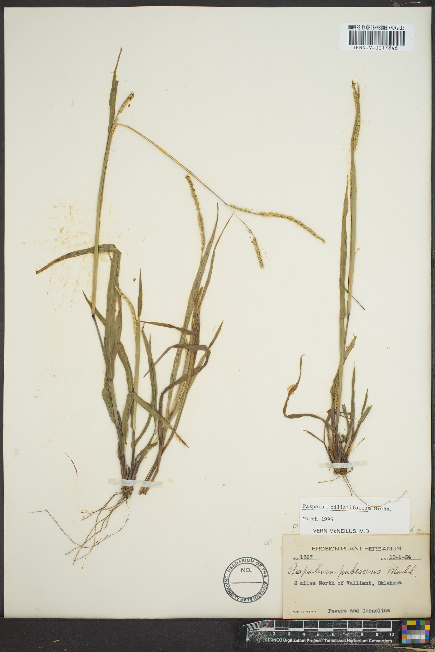 Paspalum setaceum var. ciliatifolium image