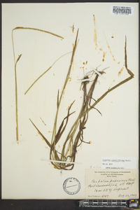 Paspalum setaceum var. ciliatifolium image