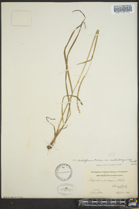 Paspalum setaceum var. ciliatifolium image