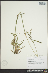 Paspalum dilatatum image