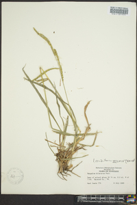 Paspalum dilatatum image