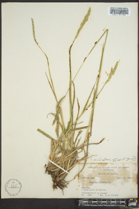 Paspalum dilatatum image