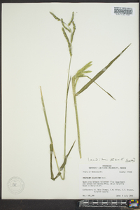 Paspalum dilatatum image