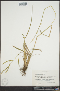 Paspalum dilatatum image