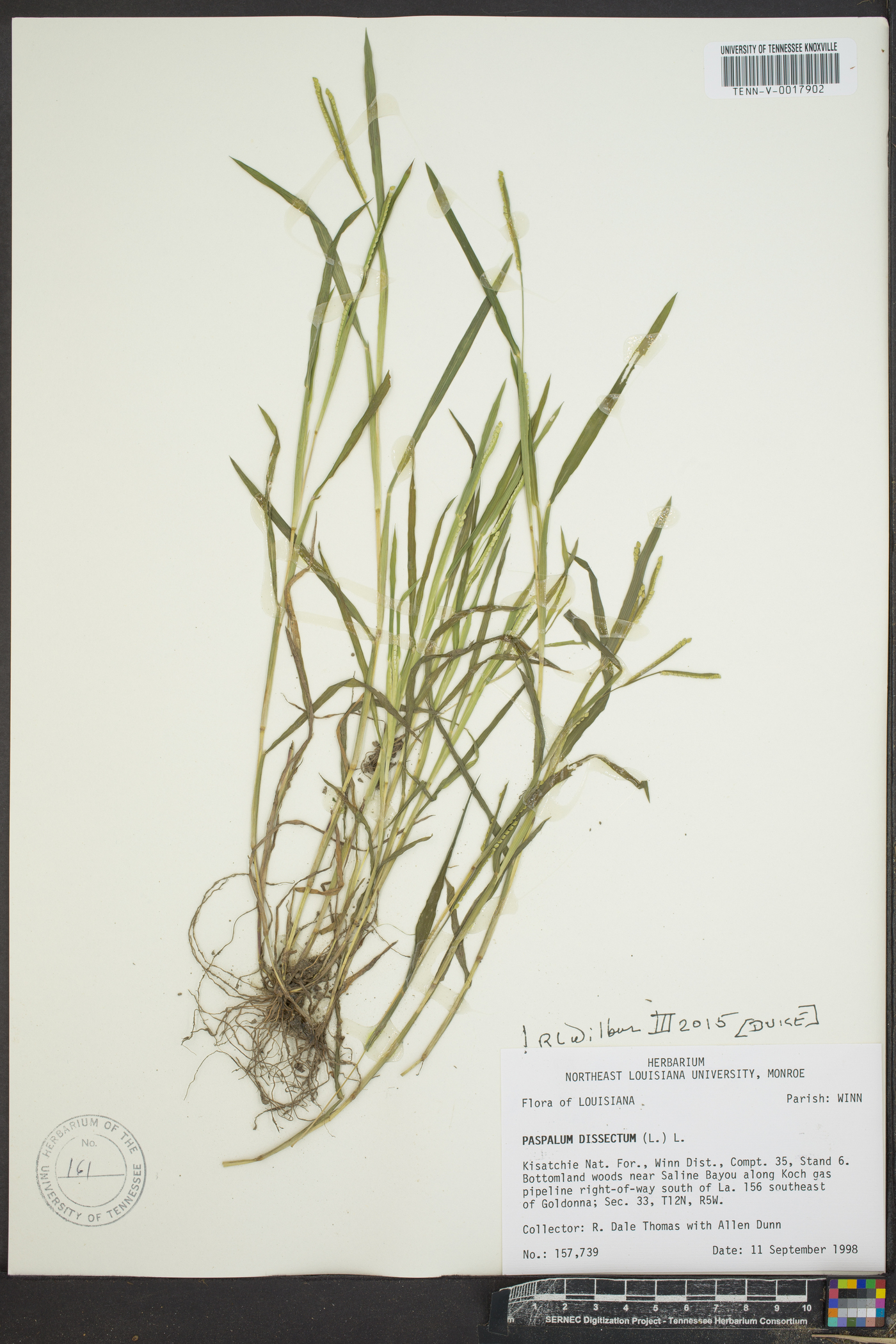 Paspalum dissectum image