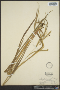 Paspalum floridanum image