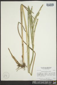 Paspalum floridanum image